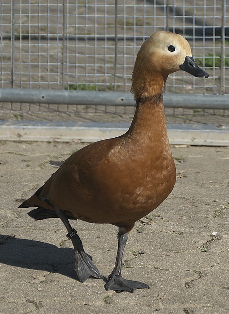 接着