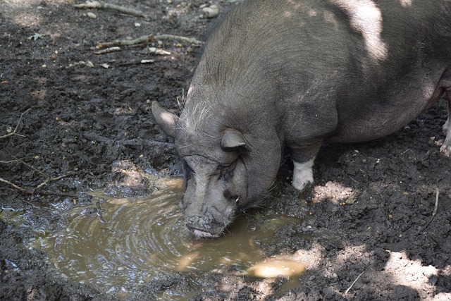 引更多球迷 引更多球迷